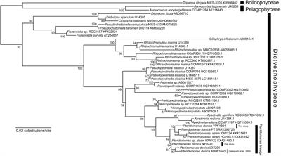 Highly Reduced Plastid Genomes of the Non-photosynthetic Dictyochophyceans Pteridomonas spp. (Ochrophyta, SAR) Are Retained for tRNA-Glu-Based Organellar Heme Biosynthesis